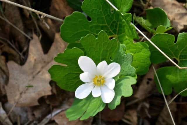 Permaculture Education Site